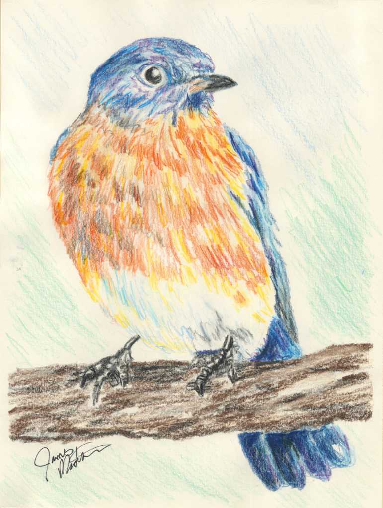 Colored pencil drawing of an eastern bluebird.